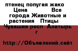 птенец попугая жако  › Цена ­ 60 000 - Все города Животные и растения » Птицы   . Чувашия респ.,Алатырь г.